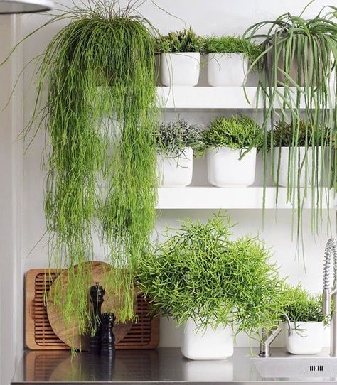 I like my shelves dripping with plants............ Indoor Gardens, Plant Decor Indoor, Interior Plants, Herbs Indoors, Brutalism, Kitchen Garden, Cacti And Succulents, Green Wall, Herb Garden