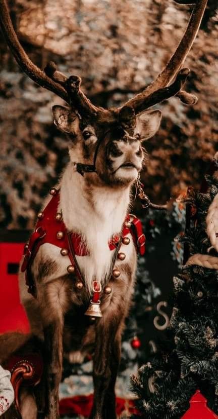 Christmas Picture Aesthetic, Christmas Wallpaper Scenery, Christmas Reindeer Aesthetic, Christmas Animals Aesthetic, Raindeer Wallpapers, Santa Aesthetic Wallpaper, How My Neighbor Stole Christmas, Christmas Santa Aesthetic, Santa Aesthetic Christmas