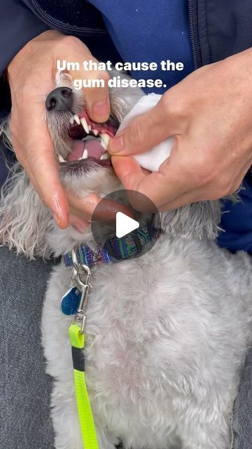 Canine Dental Hygiene on Instagram: "The safest & easiest way to clean your dogs teeth at home with coconut oil and medical gauze. Purchase our dental pack from the link in our description!" Dog Dental Cleaning, Dogs Teeth, Dog Teeth Cleaning, Dog Dental, Dental Cleaning, Calm Dogs, Dog Teeth, Dental Hygiene, Tooth Decay