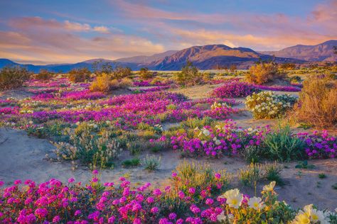 Where to See Desert Wildflowers Right Now | California Now Anza Borrego State Park, California Wildflowers, California Nature, Places In America, California Desert, Desert Flowers, Visit California, Camping Spots, Biome