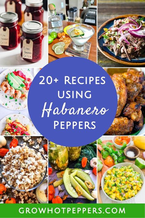 recipes using habanero peppers Habanero Chili Recipe, Habanero Recipes, Growing Hot Pepper, Hot Pepper Recipes, Habanero Salsa, Habanero Sauce, Produce Recipes, Habanero Peppers, Hot Peppers