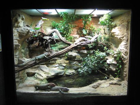 Terrarium for caiman lizards Lizard Enclosure, Caiman Lizard, Lizard Terrarium, Prague Zoo, Snake Terrarium, Reptile Zoo, Snake Enclosure, Zoo Architecture, Tortoise Habitat