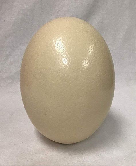 Amazon.com: Ostrich Eggshells - Premium Grade A Ostrich Egg Art, Ostrich Egg, Egg Art, Egg Shells, Crafts Sewing, Craft Inspiration, New England, Egg, England