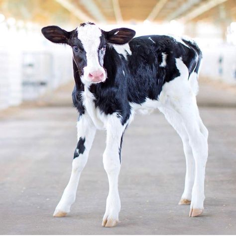 Calf Cow, Calf Reference, Dairy Cow, Cute Cows Black And White, Dairy Cow Showing, Silver Cow And Calf, Dairy Cows Photography, Black And White Cattle Photography, Cow Photos