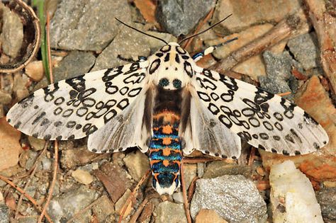 Giant Leopard Moth, Leopard Moth, Moth Drawing, Colorful Moths, Cute Moth, Insect Collection, Moth Art, Beautiful Butterflies Art, Hawk Moth