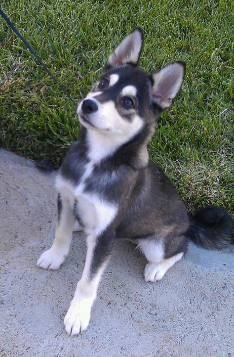 Alaskan Klee Kai puppy! Basically a miniature husky! Soo cute! Dog Pics Cute, Cute Dpz, Alaskan Klee Kai Full Grown, Small Husky, Pomsky Full Grown, Mini Husky, Alaskan Klee Kai Puppy, Miniature Husky, Mini Huskies