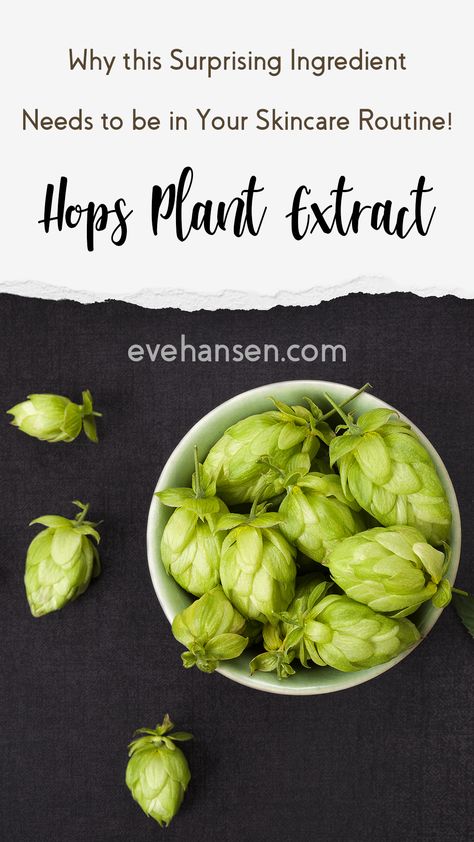 Hops Infused Oil, Hops Benefits, Hops Tincture, Smokeable Herbs, Herbs Drying, Growing Hops, Beer Merch, Homemade Medicine, Brewery Ideas