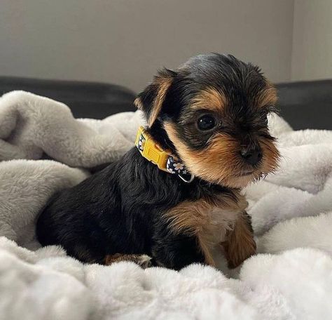 Dream Dog, Yorkie Puppy, Baby Dogs, Yorkshire Terrier, Yorkie, Yorkshire, Cute Puppies, Cute Dogs, Cute Animals