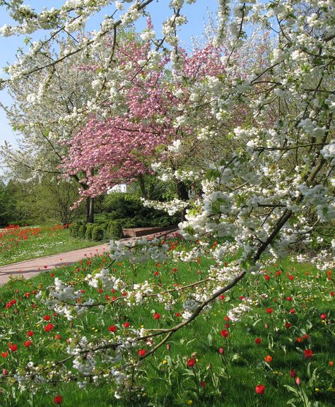 Spring Scenery, Spring Pictures, Green Landscape, Garden Theme, Spring Vibes, Bulb Flowers, Spring Has Sprung, Nature Aesthetic, Spring Garden