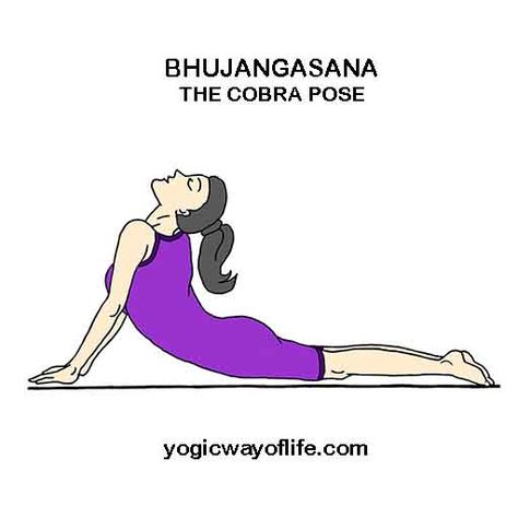 Bhujangasana - The Cobra Pose Bhujangasana Pose, Yoga Asanas Names, Human Body Science Projects, Power Yoga Poses, Cobra Pose Yoga, Kundalini Yoga Poses, Human Body Science, 20 Minute Yoga, Cobra Pose