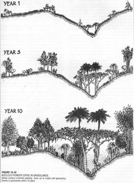 101 PERMACULTURE DESIGNS, downloadable imgur album - Imgur Ecosystem Design, Starting Garden, Planting Seed, Food Forest Garden, Album Designs, Winter Vegetable, Garden Layouts, Veggie Gardens, Urban Garden Design