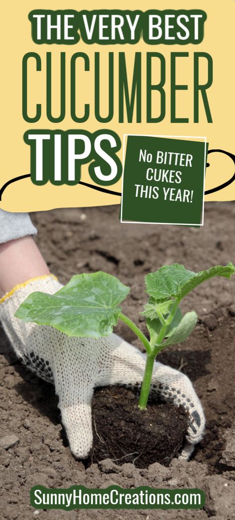 Cucumber Growing Tips, Cucumber Growing, Bitter Cucumbers, Tomato Container Gardening, Cucumber Gardening, Cucumber Trellis, Cucumber Plant, Growing Cucumbers, Vegetable Garden For Beginners