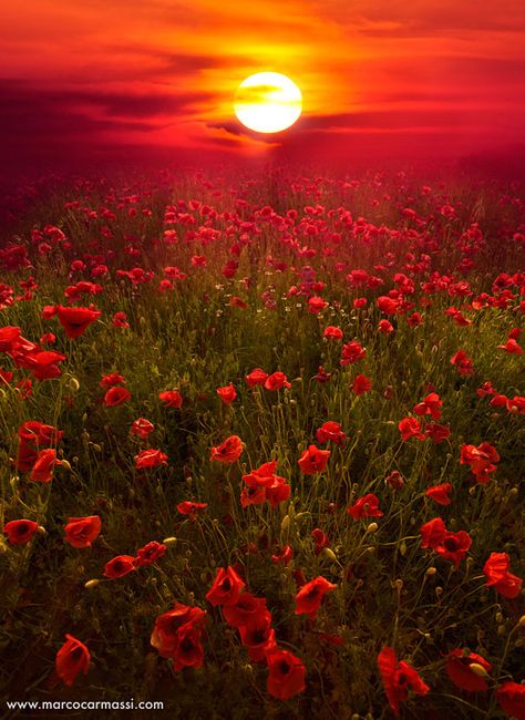 The sunset really sets off the red in this photo. It uses very warm tones and seems super balanced.  http://www.boredpanda.com/amazing-landscape-photos/#  Marco Camassi  50 Mind-Blowing Examples of Landscape Photography | Bored Panda Beautiful Skies, Sun Setting, Alam Yang Indah, Flower Field, Red Poppies, Beautiful Sunset, Landscape Photos, Beautiful Photography, Amazing Nature