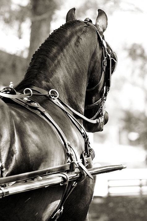 Friesian Driving, Driving, Carriage, Mystical Photography Horse Farrier Aesthetic, Horse Driving, Equestrian Aesthetic Black Horse, Black And White Horse Aesthetic, Standardbred Horse, Black Horse Aesthetic Royal, Equine Photography Black Background, Horse Riding Aesthetic, Carriage Driving