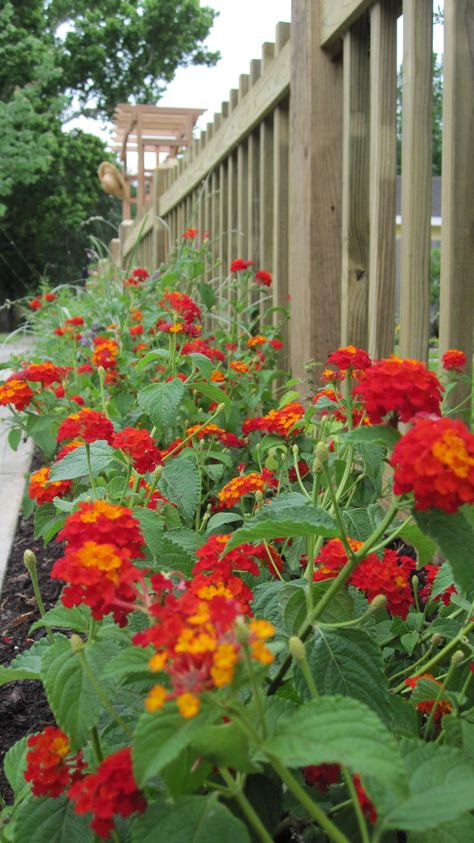 Lantana (Dallas Red) planting this on the side of my driveway...way excited!! Lantana Landscaping, Red Lantana, Lantana Bush, Lantana Plant, Making Plant Pots, Lawn Fertilizer, Flower Cottage, Red Plants, Texas Gardening