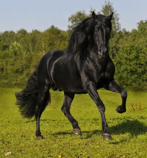 Lusitano Horse, Horse Facts, Akhal Teke, Black Stallion, Andalusian Horse, Black Horses, Most Beautiful Horses, Friesian Horse, Most Beautiful Animals