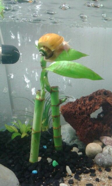 Water Snail Terrarium, Amazon Aquarium, Aquarium Snails, Apple Snail, Pet Snails, Aquatic Pets, Goldfish Tank, My Beauty, Freshwater Aquarium