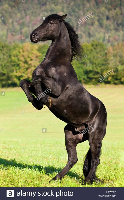 Friesian horse on hind legs, meadow, forest, Austria Stock Photo Horse On Hind Legs Drawing, Horse Standing Up, Draw A Horse, Leg Reference, How Draw, Horse Standing, Drawing Legs, Crow Art, Riding Horse