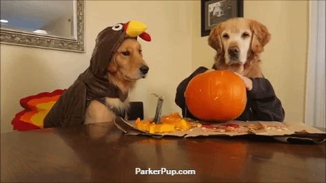 Silly Pumpkin, Hi Pumpkin, Golden Retriever Halloween, Golden Retriever Gif, Halloween Gifs, Halloween Gif, Gobble Gobble, Thanksgiving Crafts, Halloween Funny