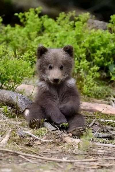 Bear Spirit Animal, Baby Bears, Bear Images, Bear Photos, Bear Cub, Bear Pictures, Animal Activities, Forest Friends, Bear Cubs