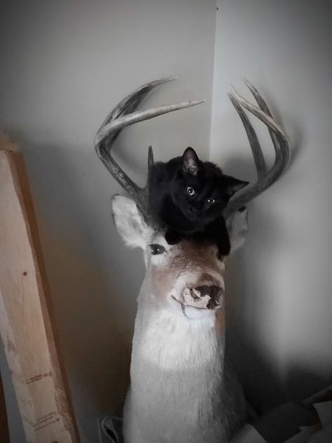 Black cat on deer head - Clickasnap - It pays to share Deer And Cat, Jegulus Aesthetic, The Black Brothers, Deer Aesthetic, Animal Oc, Brother's Best Friend, Walburga Black, Marauders Dr, Black Cat Aesthetic