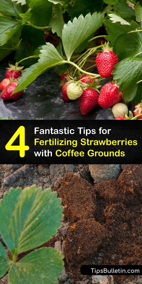 Strawberry Fertilizer, Coffee Grounds For Plants, Strawberry Growing, Coffee Grounds As Fertilizer, Strawberries In Containers, Banana Peels, Berry Garden, Landscape Design Ideas, Strawberry Garden