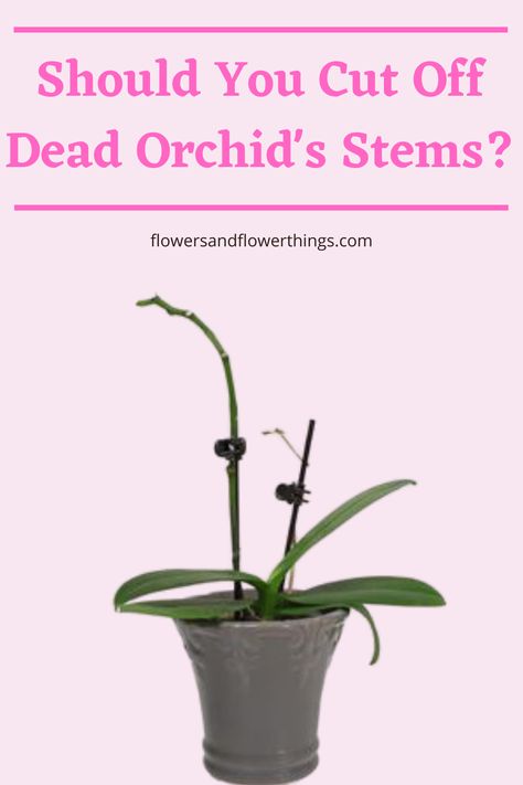 Learn how to properly cut off dead orchid stems depending on the type of orchid plant you are growing. #orchid #flowers Orchid Ideas, Orchid Potting, Klompen Stampers, Orchids Care, Propagate Succulents, Phalaenopsis Orchid Care, Repotting Orchids, Indoor Orchids, Oncidium Orchids