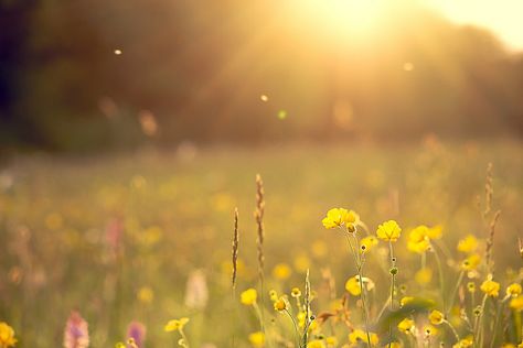 Country Mornings Morning Coffee Photography, Spring Sunshine, Evening Light, Summer Morning, Morning Sun, Yellow Aesthetic, Morning Light, Mellow Yellow, Fantasy Landscape