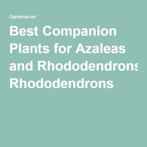 Home Front Yard, Best Companion Plants, Decorating Business, Planting Combinations, Front Garden Ideas, Floral Design Wedding, Companion Plants, Ideas For The Garden, Planting Shrubs