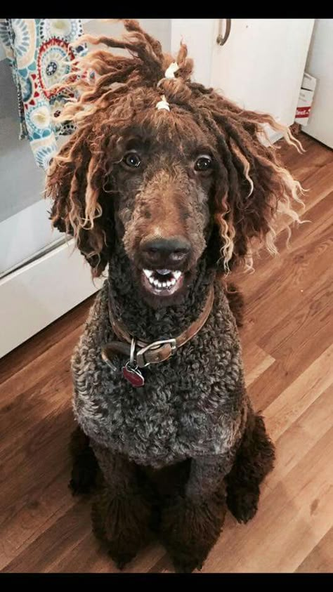 Poodle With Dreads, Dog With Dreads, Doodle Haircuts, Poodle Haircuts, Poodle Haircut Styles, Dog Haircut, Sheepadoodle Puppy, Poodle Haircut, Poodle Puppy Standard