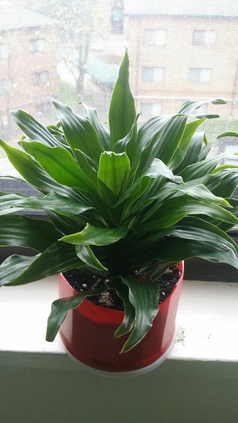 Ms.Tee's Plant Journey: Draceana Janet Craig (Draceana Deremensis) Snake Repellant Plants, Janet Craig Plant, Dracena Plant, Snake Plant Care, Dracaena Plant, Ferns Garden, Plant Party, Plant Goals, Potted Flowers