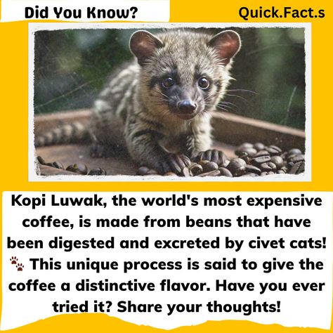 ☕ Explore Kopi Luwak: The World's Most Unique Coffee ☕ Did you know Kopi Luwak, also known as civet coffee, is renowned as one of the world's most exclusive and expensive coffees? 🌍 Originating from Southeast Asia, this coffee is crafted through a distinctive process. 🐾 Unique Process: Kopi Luwak beans are not harvested conventionally. They undergo a natural fermentation journey through the digestive system of civet cats, enhancing their flavor with notes of chocolate and caramel. 💰 Exclus... Wandering Bear Coffee, Coffee From Around The World, Civet Coffee, Did You Know Facts About Coffee, Speciality Coffee Association, Kopi Luwak Coffee, Expensive Coffee, The Digestive System, Chocolate And Caramel