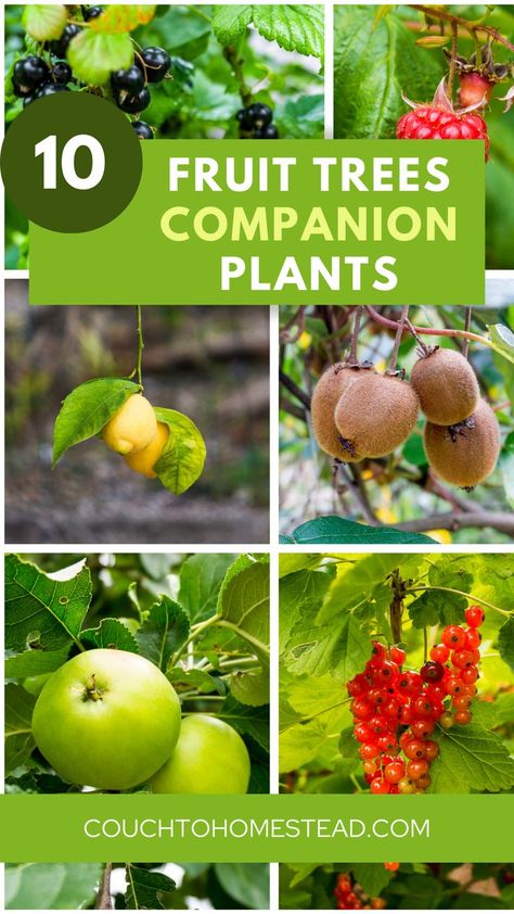 Fruit Tree Fruit Trees Garden Design, Best Companion Plants, Potted Fruit Trees, Companion Planting Chart, Planting Fruit Trees, Fruit Tree Garden, Food Forest Garden, Plants Under Trees, Raspberry Plants