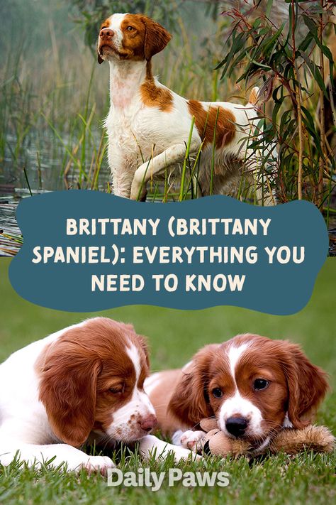 Brittany Dog Breed, Brittany Puppy, Dog Knowledge, Good Family Dogs, Brittany Spaniel Puppies, Brittany Puppies, Funny Talking Dog, Dogs Hunting, French Brittany