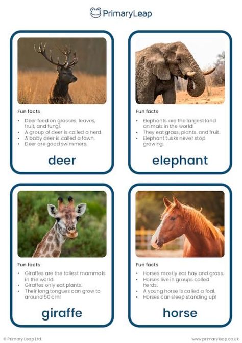 This set of flashcards includes colourful photographs of herbivores that include: deer, elephant, giraffe, horse, rabbit, hippopotamus, kangaroo, and cow. Herbivorous Animals, Animal Facts For Kids, Chicken Life Cycle, Nature Lessons, Elephant Facts, Pig Breeds, April Activities, Montessori Lessons, Montessori Art