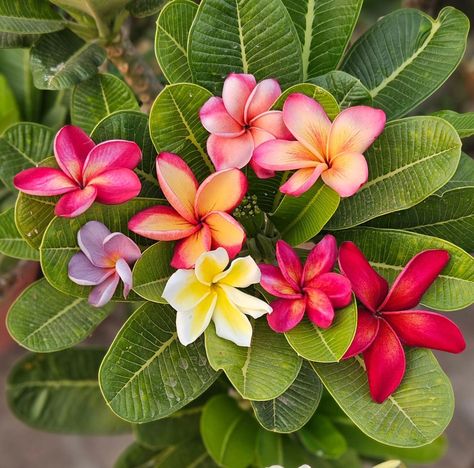 Frangipane Flower, Hawaiin Flowers, Digicam Aesthetic, Fav Flower, Captain Costume, Frangipani Flower, Hibiscus Plant, Aesthetic Flowers, Nothing But Flowers