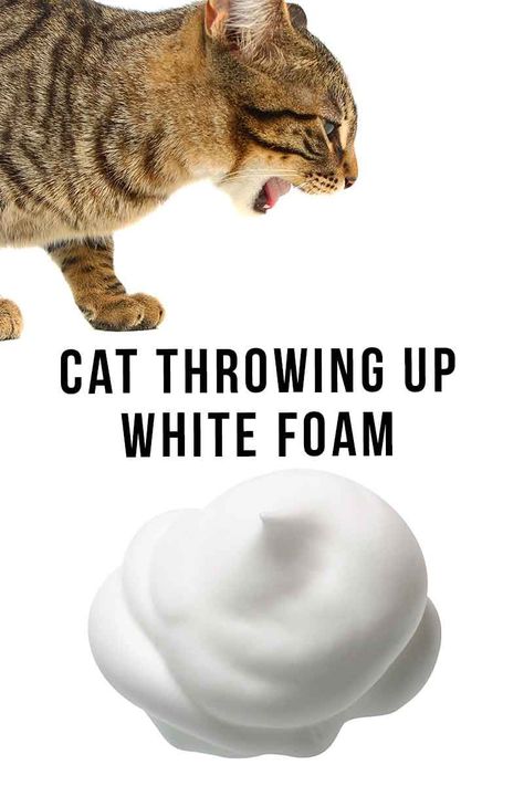 Cat Vomit, Maltese Grooming, Cat Throwing Up, Cat Diseases, Cat Tips, Cat Brain, Sick Cat, Cute Cat Memes, Cat Health Care