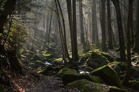 Black Forest Forests Aesthetic, Dark Forests, Fantasy Nature, Black Forest Germany, Forest Drawing, Forest Background, Forest Illustration, Mystical Forest, Monteverde