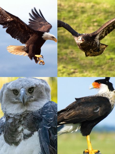 America's diverse landscapes are home to an array of wildlife, including four magnificent species of eagles. These birds of prey exhibit strength, grace, and keen eyesight. Here's an insight into the four types of eagles found in America: Types Of Eagles, Haliaeetus Leucocephalus, Pretty Birds, Birds Of Prey, Bird Watching, The Four, Bald Eagle, In America, The 4