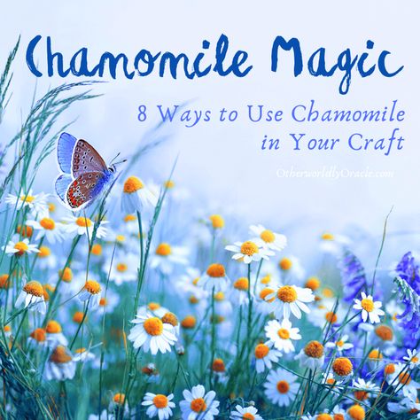 Chamomile Witchcraft Uses, Chamomile Witchcraft, Chamomile Magic, Chamomile Uses, Litha Ideas, Wicca Lifestyle, Chamomile Recipes, Witch Plants, Witches Herbs