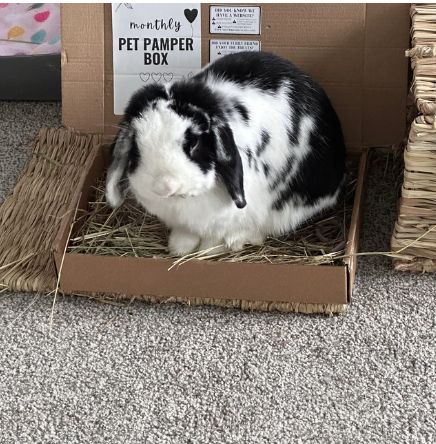 Claiming my Pamper Box as my new throne! 🐰👑 All the treats, toys, and forage are all mine now! 💚🌿 #BunnyRoyalty #PamperBox #BunnyBliss #SmallAnimalTreats #RabbitLove #HealthySnacks #BunnyLife #NofurriesDelights Toys For Rabbits, Small Animal Treats, Foster Baby, Ny Life, Animal Supplies, Small Animal Supplies, Chinchillas, Gerbil, Small Animals