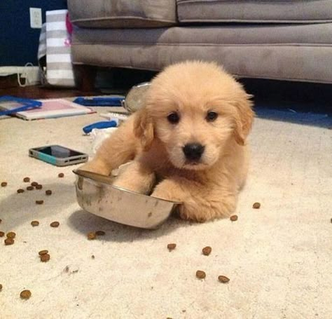 Golden Puppies, Golden Puppy, Cute Animals Puppies, Cute Little Puppies, Golden Retriever Puppy, Golden Dog, Retriever Puppy, Cute Dogs And Puppies