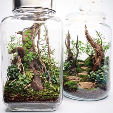 Glass Jar Terrarium, Airplant Terrarium, Closed Terrarium Plants, Jar Terrarium, Closed Terrarium, Bottle Terrarium, Terrarium Jar, Plants In Jars, Indoor Water Garden