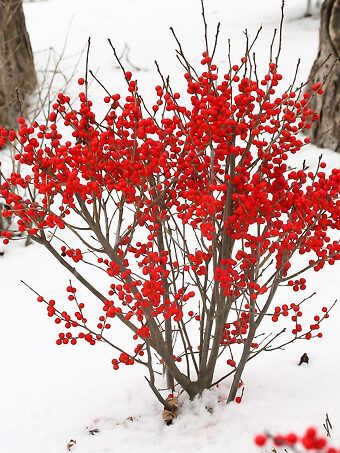 How to Succeed with Winterberry Bushes | The Tree Center™ Winterberry Bush, Winterberry Holly, Holly Shrub, Hydrangea Macrophylla, Garden Shrubs, White Plants, Proven Winners, Landscape Plans, Landscaping Tips