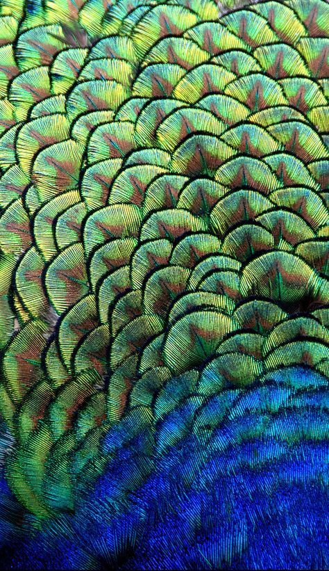 Peacock Close Up, Animal Texture Art, Animal Patterns Design, Movement In Nature, Animals Close Up, Peacock Pattern Design, Peacock Texture, Feathers Texture, Peacock Colours