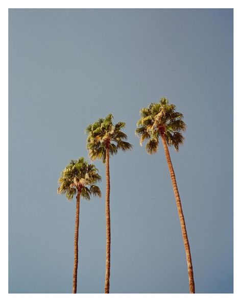 Three palms tress 50s California Aesthetic, Vintage La Aesthetic, 80s California Aesthetic, 70s California Aesthetic, Retro California Aesthetic, Vintage California Aesthetic, Southern California Aesthetic, La Palm Trees, Socal Aesthetic