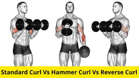 Best Back and Bicep Workout for Muscle Growth Different Bicep Curls, Bicep Curls How To Do, Reverse Bicep Curl, Biceps Brachii Muscle, Proper Bicep Curl Form, Big Forearms, Dumbbell Bicep Curl, Reverse Curls, Forearm Muscles