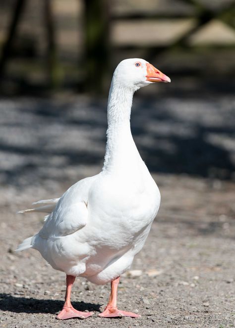 Goose Pictures, Goose Photography, Geese Photography, Farm Geese, Goose House, American Buff Geese, White Geese Photography, Duck Drawing, Canada Geese