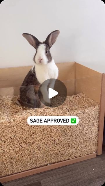 Victoria Raechel 🐾 on Instagram: "Sage has found a new love for digging 🤩 

to answer any questions: this is a dig box I made myself just with some aspen wood and plexiglass! 

we use the @livingworldgreen ultra comfort aspen chips 💚 I find it very light and nice to dig in and because it’s a different substrate than what is in their litter box they don’t have accidents in it! Just pure digging fun! 

#rabbitsofinstagram #dutchbunny #rabbitdigbox #bunny🐰" Diy Rabbit Tunnel Indoor, Rabbit Digging Box Indoor, Rabbit Digging Box Ideas, Victoria Raechel, Rabbit Indoor House Ideas, Bunny Enrichment, Rabbit Tunnel, Rabbit Enclosure, Rabbit Litter Box