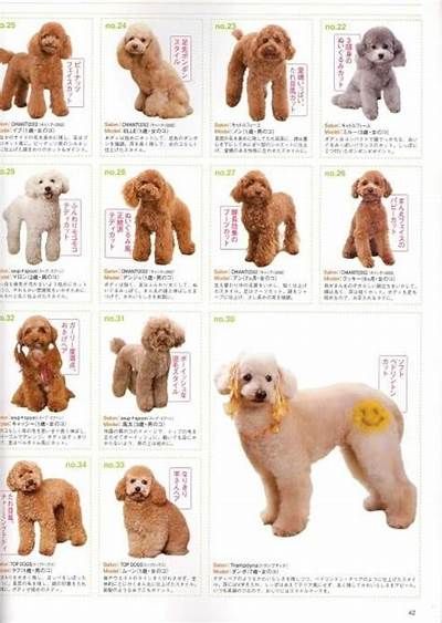 Image detail for -Share poodle Japanese Grooming, Toy Poodle Haircut, Anjing Poodle, Poodle Haircut Styles, Goldendoodle Haircuts, Goldendoodle Grooming, Theme Pics, Poodle Hair, Dog Grooming Styles